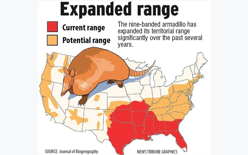 Armadillo found along road in Wrenshall - Duluth News Tribune | News ...