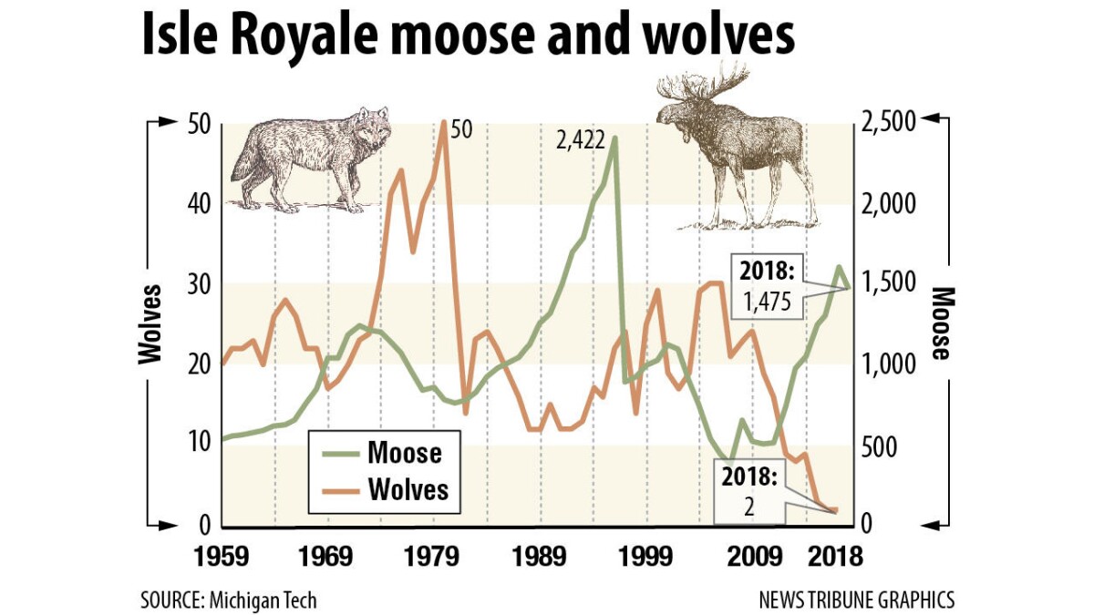 Isle Royale moose numbers remain high - Duluth News Tribune | News, weather, and sports from Duluth, Minnesota isle-royale-moose-numbers-remain-high-duluth-news-tribune-news-weather-and-sports-from-duluth-minnesota