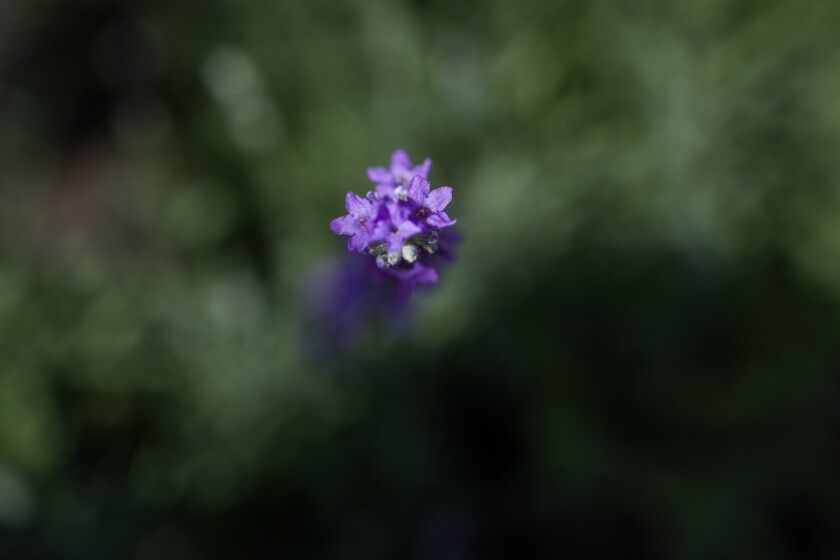 Edible Flowers