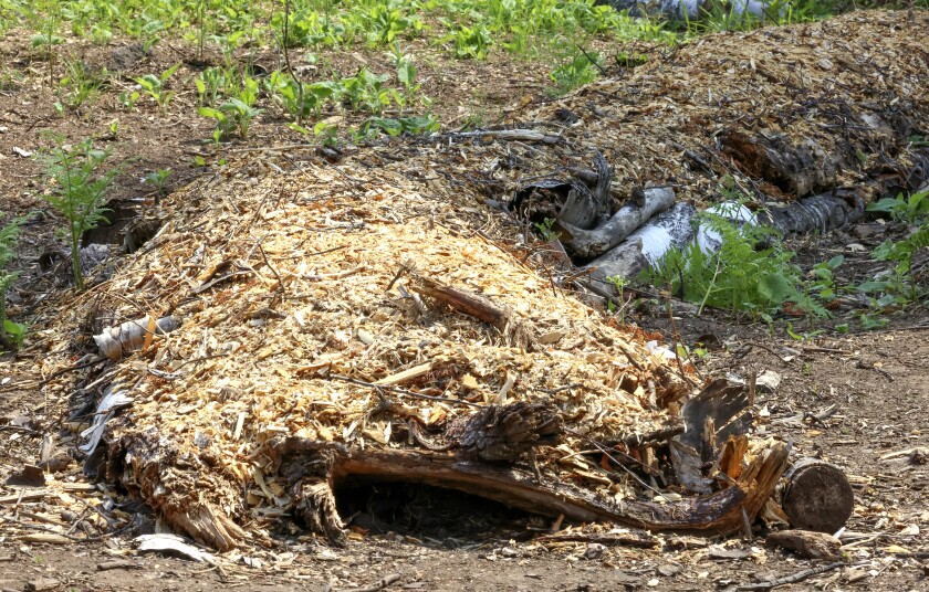 Mound of logs and wood chips.