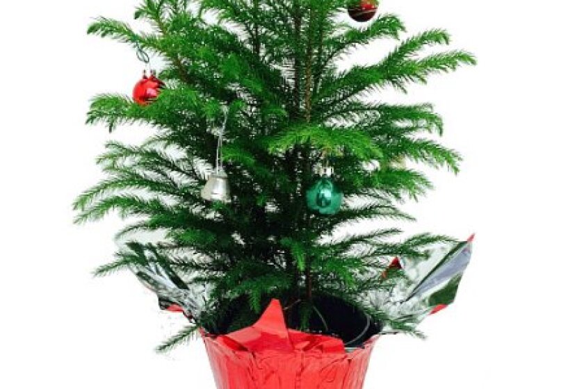 Always Cover Norfolk Island Pine After Purchase Inforum Fargo Moorhead And West Fargo News Weather And Sports Always Cover Norfolk Island Pine After Purchase Inforum Fargo Moorhead And West Fargo News Weather And Sports