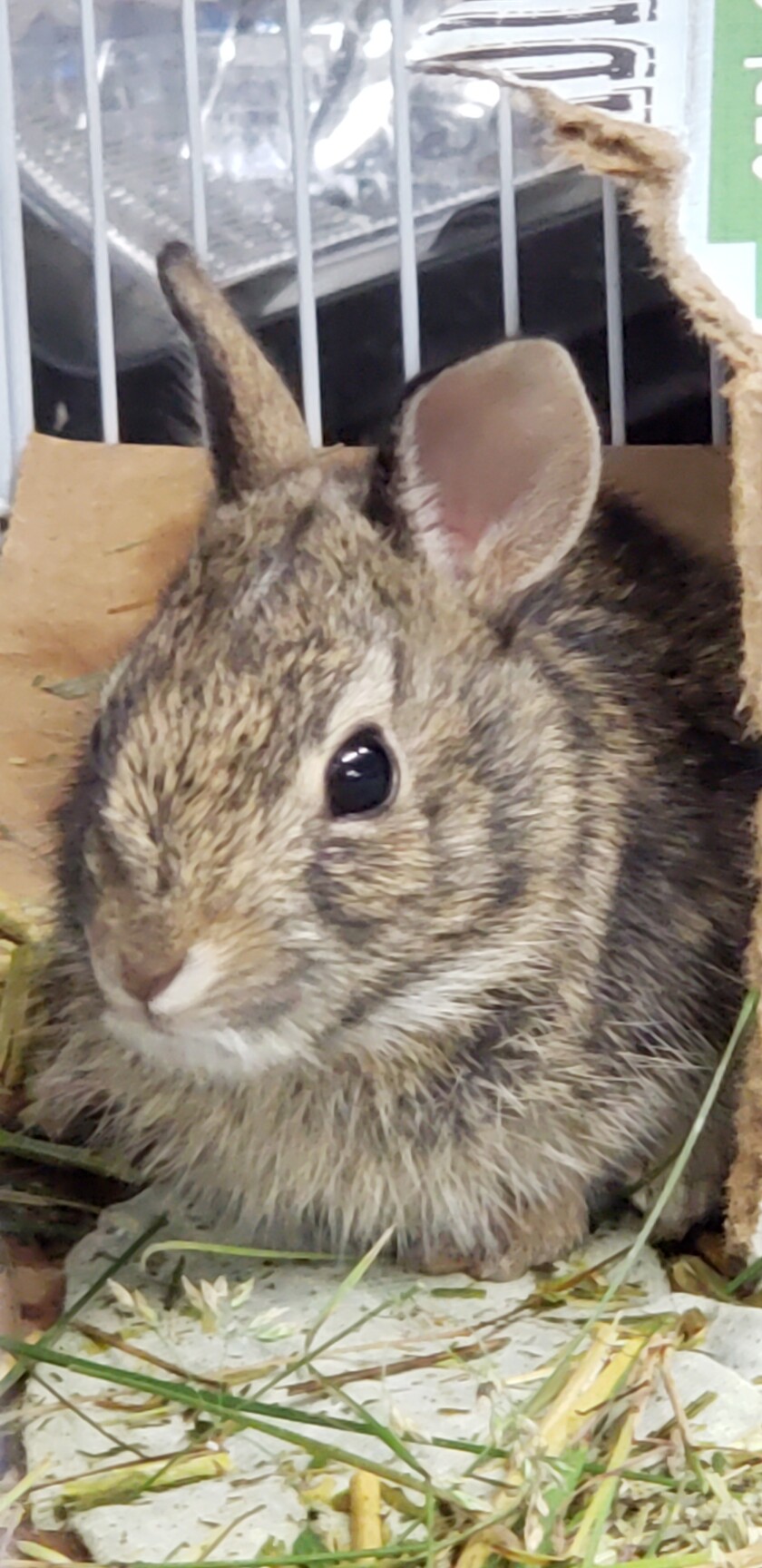 050821.O.PRE.Bunny.jpg