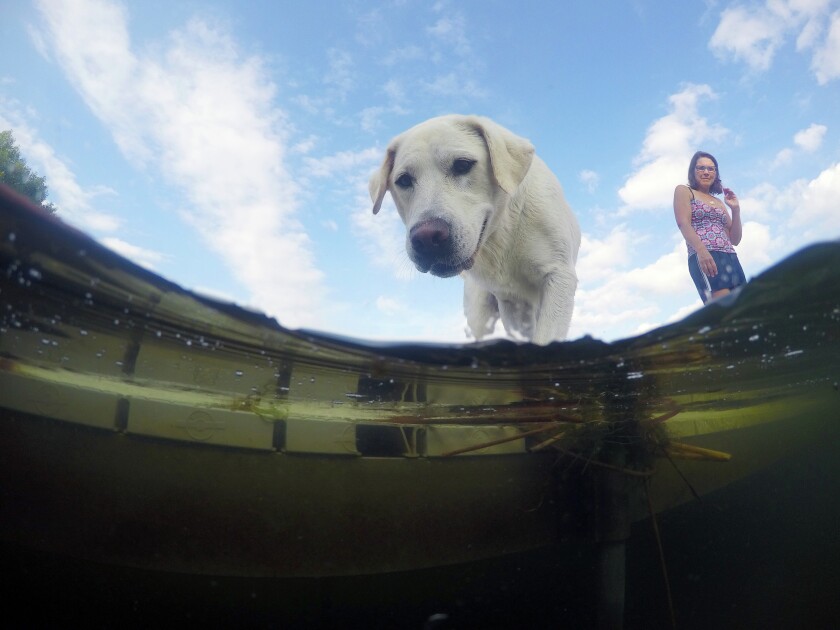 Mary Mattson and her dog Daisy walk on their submerged dock on White Sand Lake Monday. The heavy rains have caused the lake to rise to a level not seen in the past 20 years, according to Mattson. (Brainerd Dispatch/ Steve Kohls) Gallery