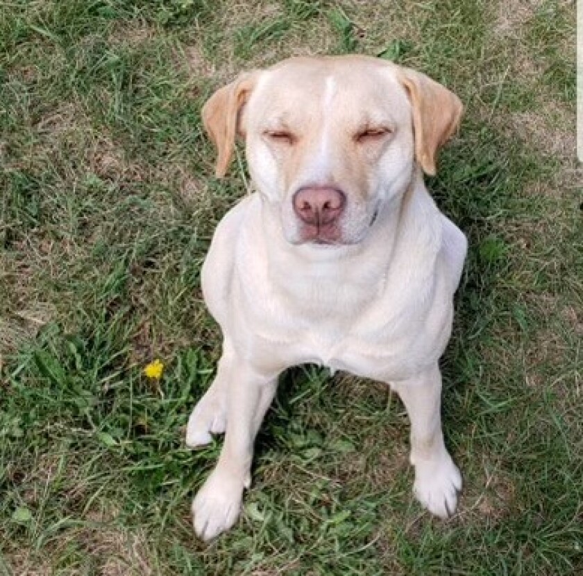 A dog named Cindy