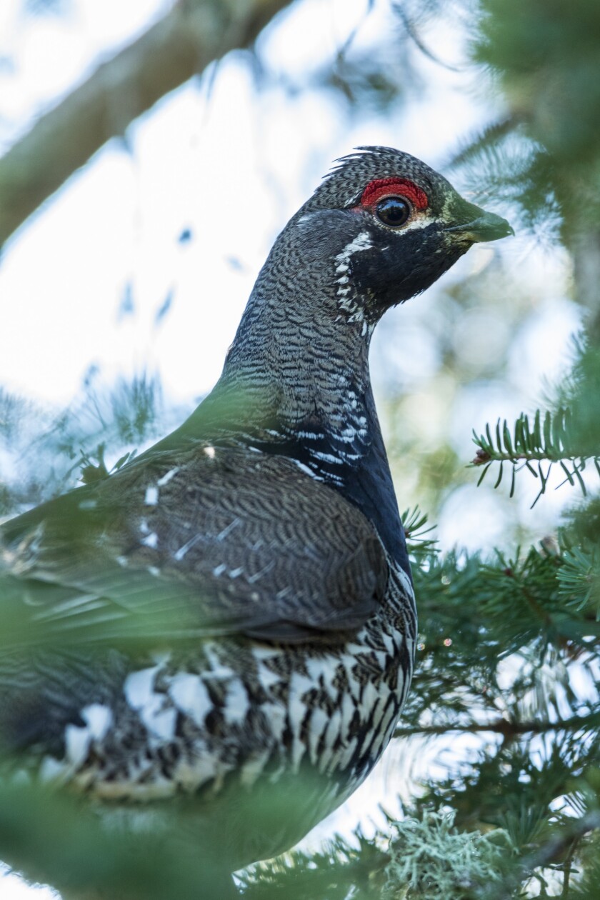 Scientists know little about the spruce grouse population in Minnesota. A new study using volunteer "citizen scientists" will use grouse poop surveys to help shed more light on the species. Minnesota DNR photo.