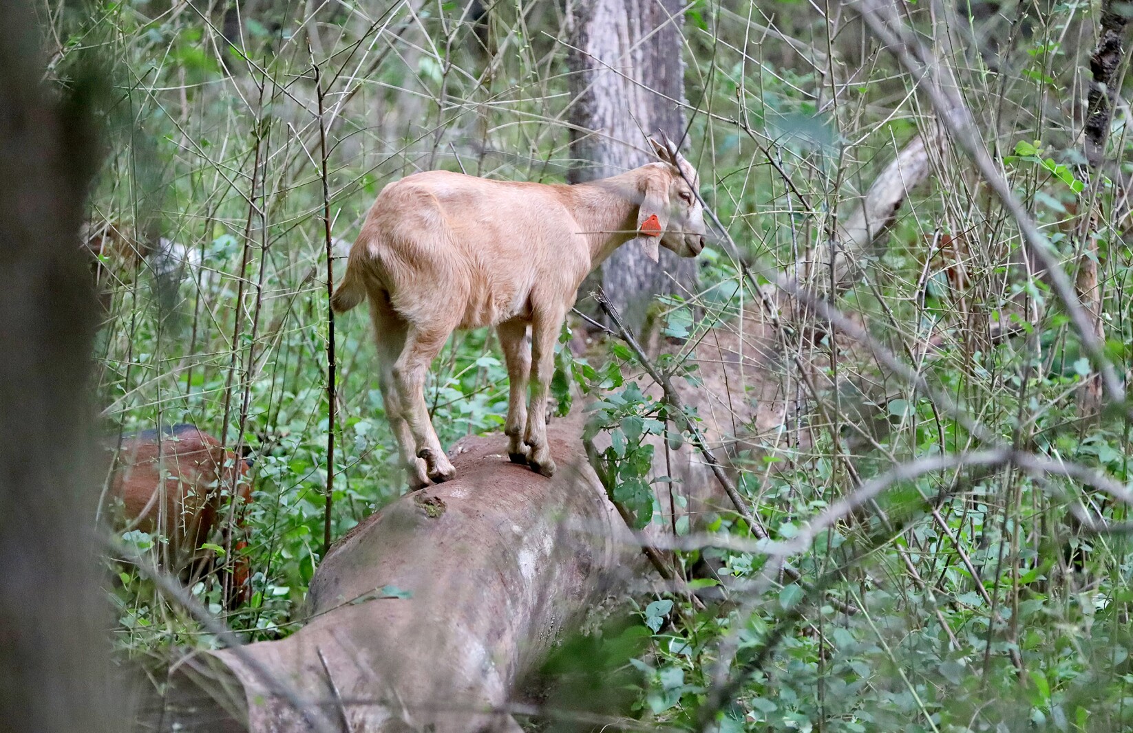 A goat perches atop a fallen log.