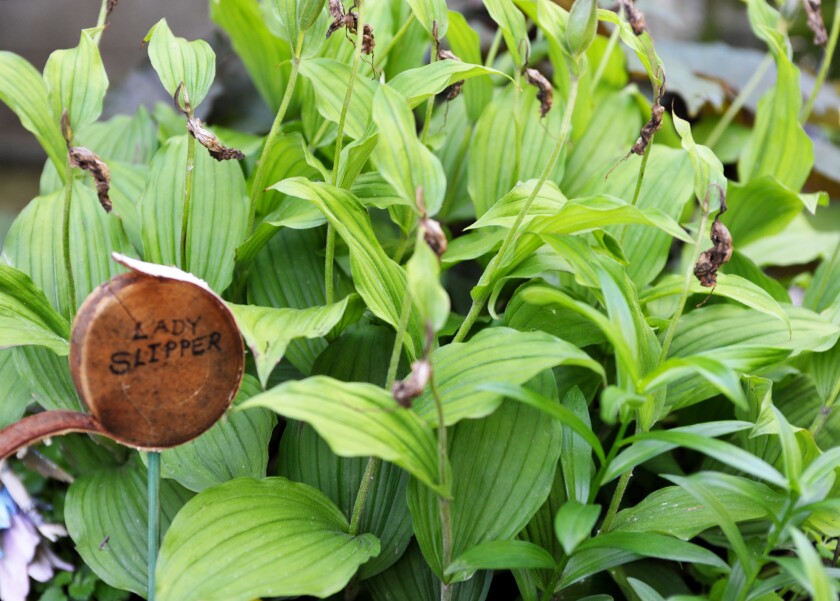 Lady slipper plant