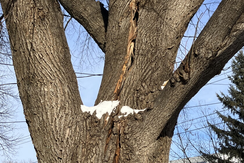 Readers share photos, comments about 'exploding' trees - InForum ...