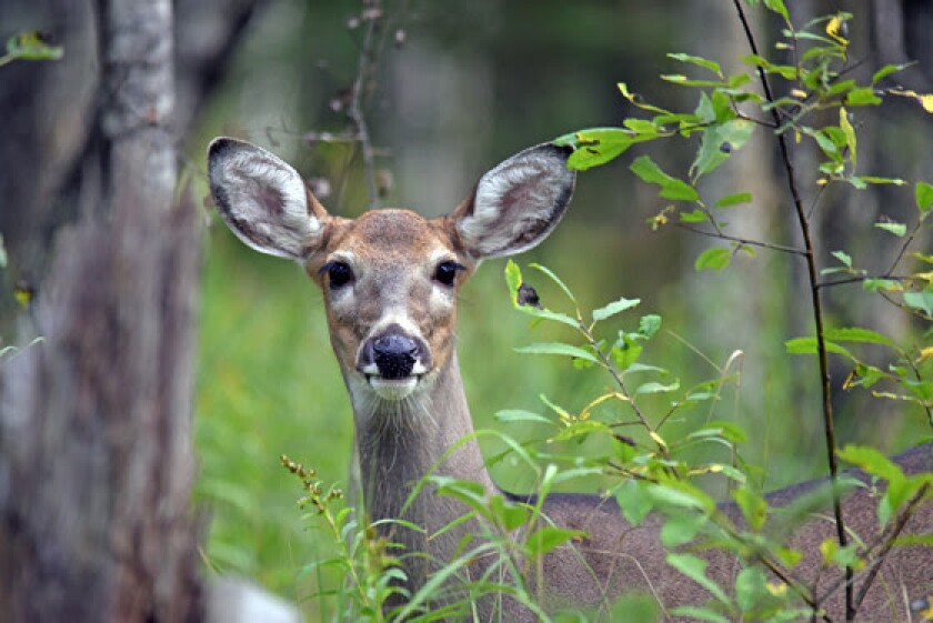 doe, a deer, a white-tailed deer