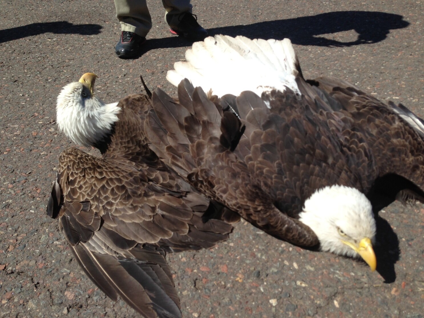 Eagle rescued from Duluth airport tarmac, rehabbed, found dead