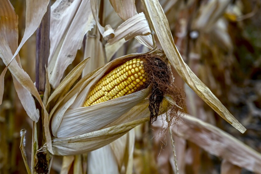 100720.A.DR.HARVEST9.jpg