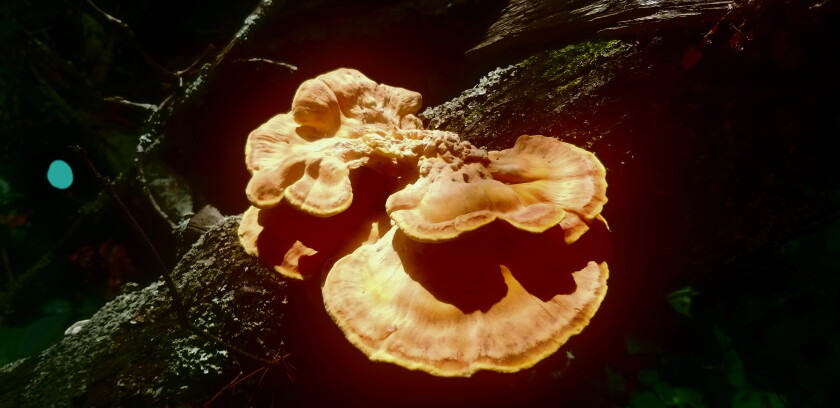 Chicken of the Woods.jpg