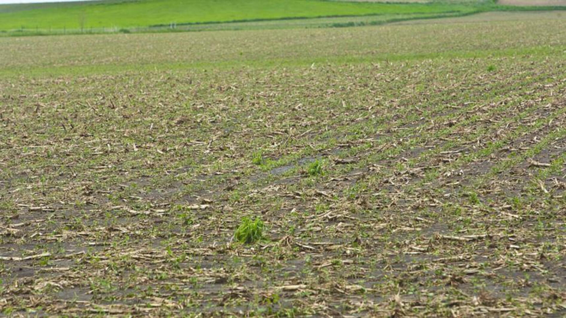 Hail Field Hail, rain pummels fields in southwest Minn. - Agweek | #1 source for ...