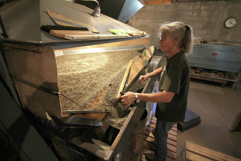 Wild rice plant in Pine River may be one of a kind - Pine and Lakes ...