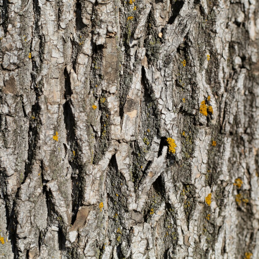 How to identify an ash tree - InForum | Fargo, Moorhead and West Fargo ...