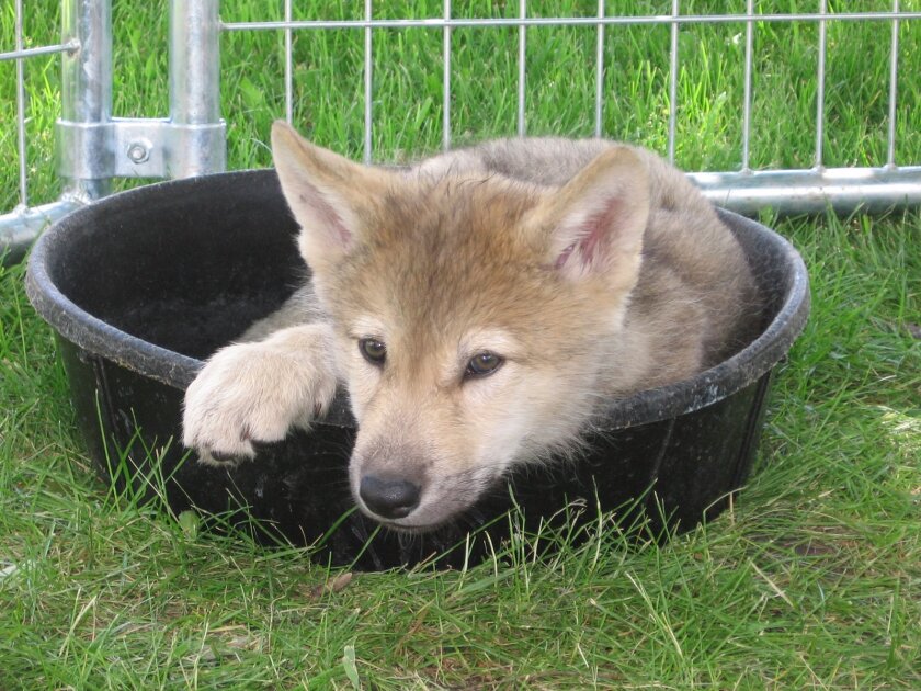 Young wolf curled up in a feeding bucket.