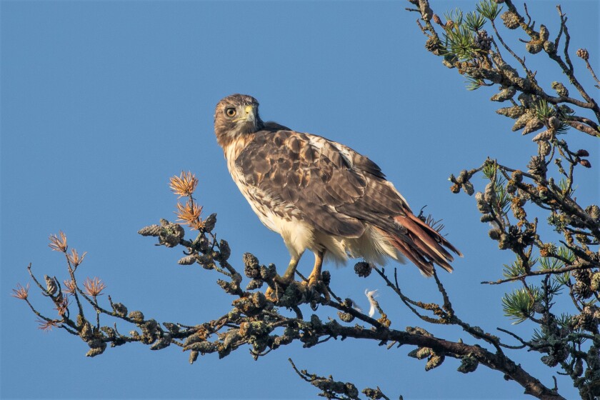 Red tailed hawk.jpg