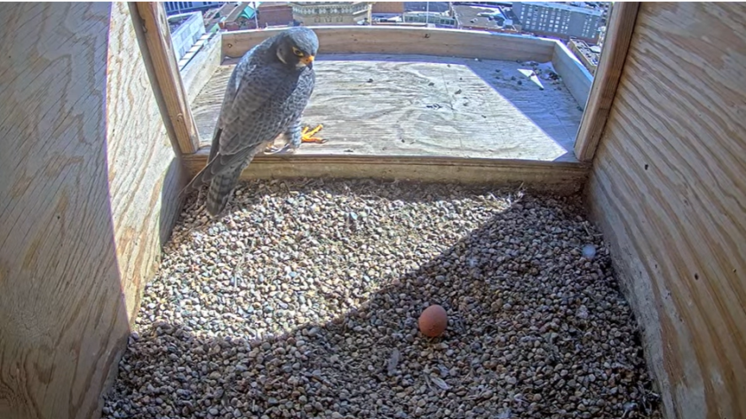 Screenshot 2023-03-19 183743 orton looking at egg.png