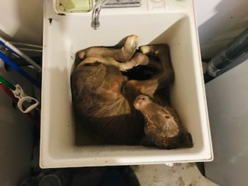 Warmcalfbath.jpg