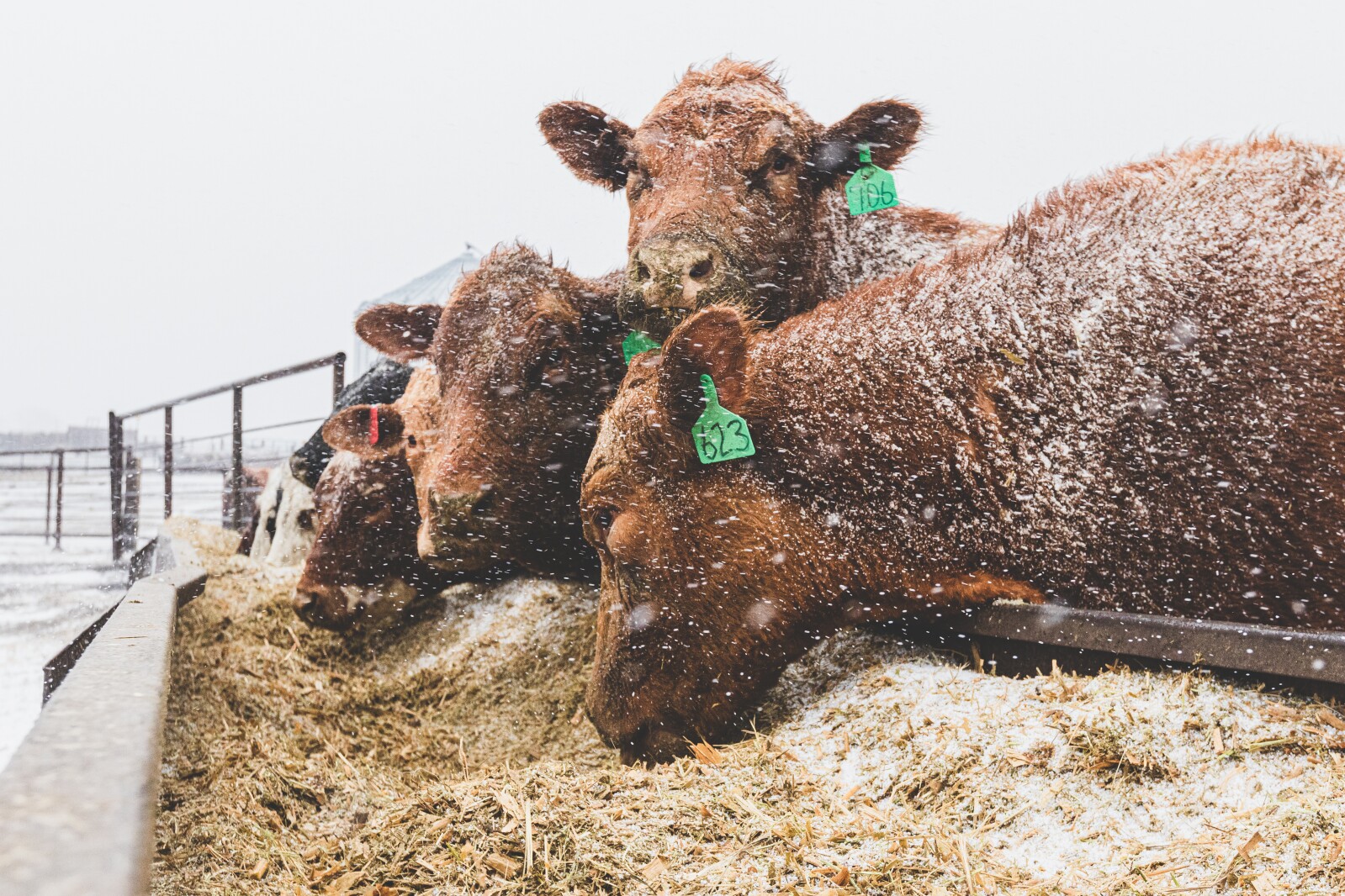 GronsethCattleFarm-36.jpg