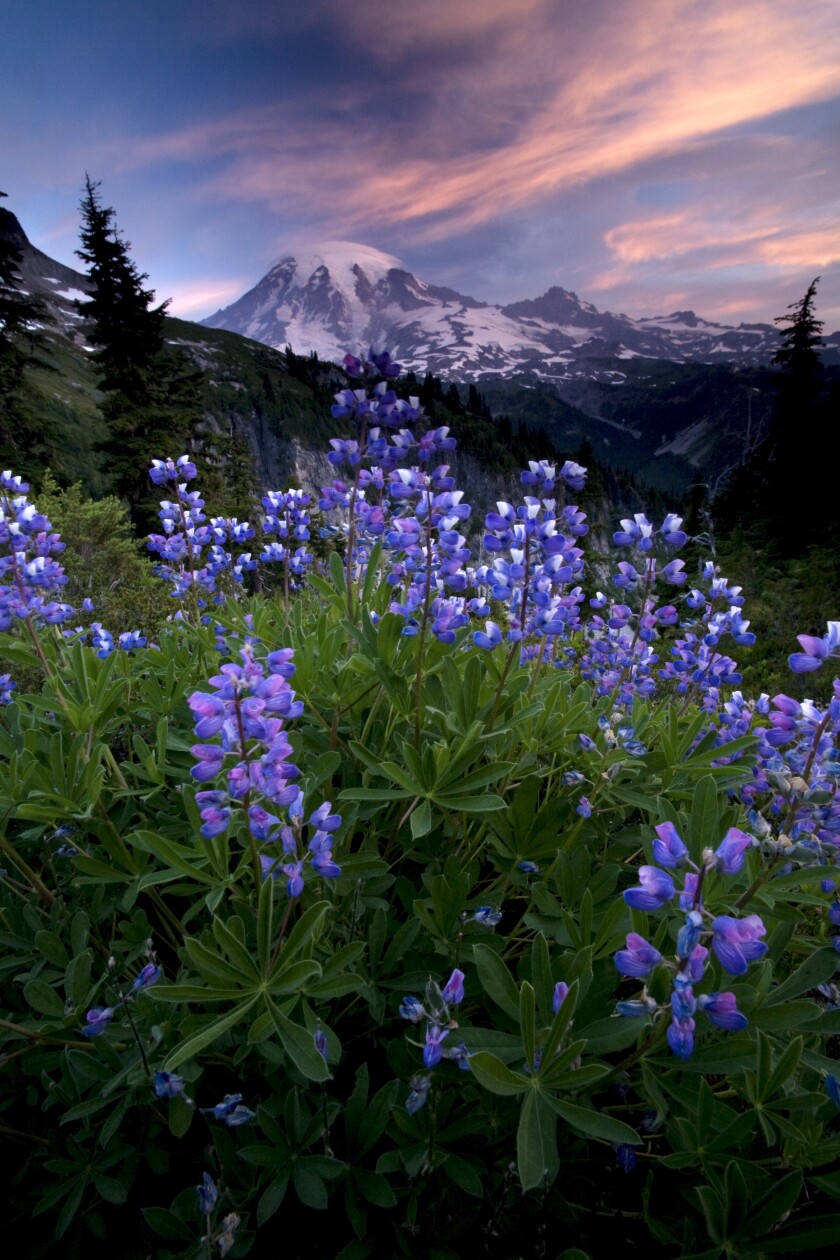 Mt. Rainier National park