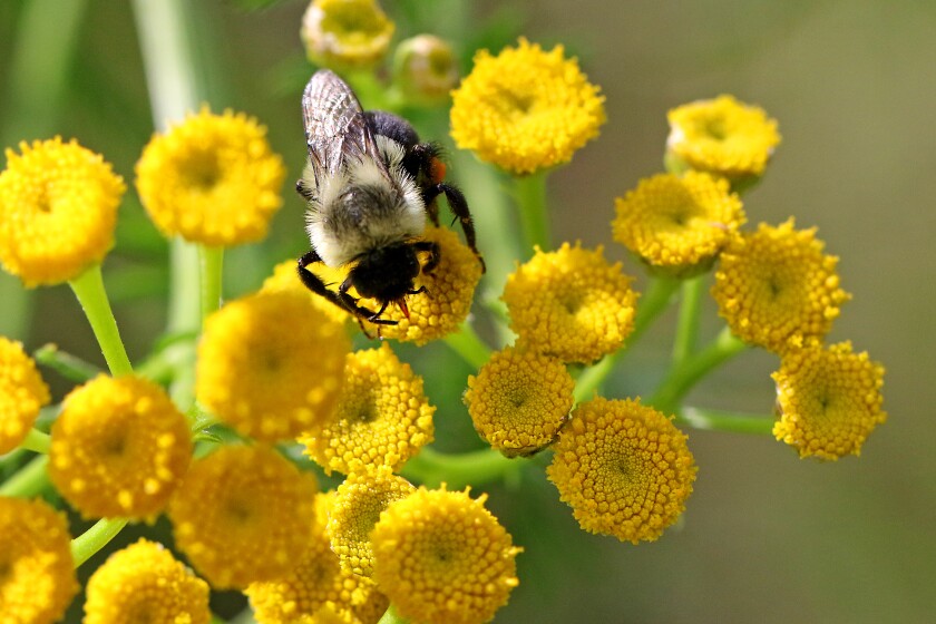 081119.N.BD.BeeSniffingFlower.jpg