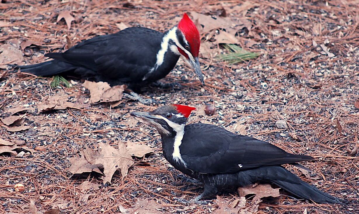 Woodpeckers in Florida 