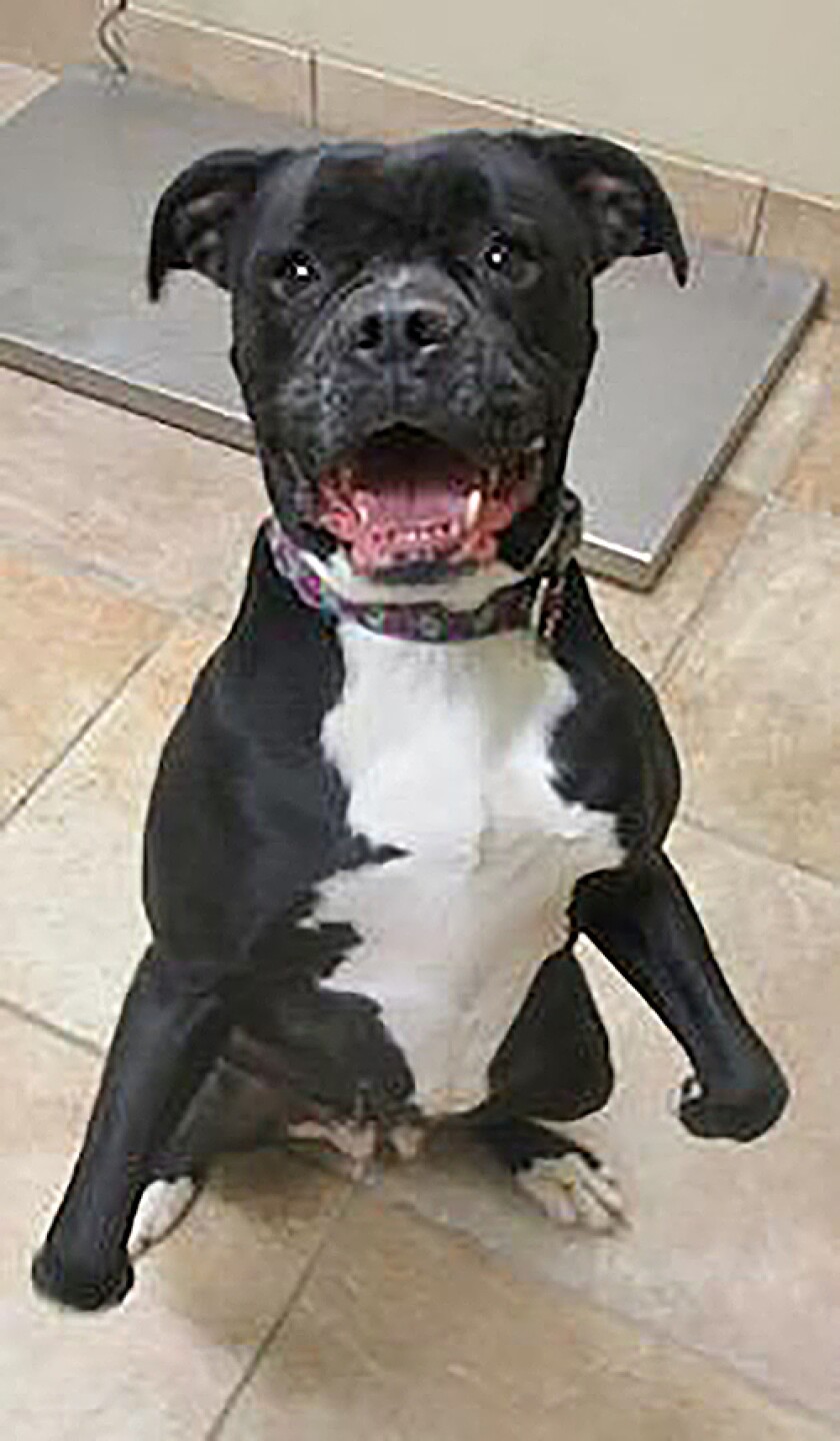 Singer is an American Bulldog mix 5.5 years old weighing 75 pounds. This girl came to us because her previous family could no longer keep her in their new residence. She is said to be house trained, good with other animals and enjoys the company of children. She will need to have a responsible owner to watch her weight. Singer, as her name implies, is somewhat vocal and likes to grunt and moan when excited to talk back to you. Is Singer the dog you have been waiting for?