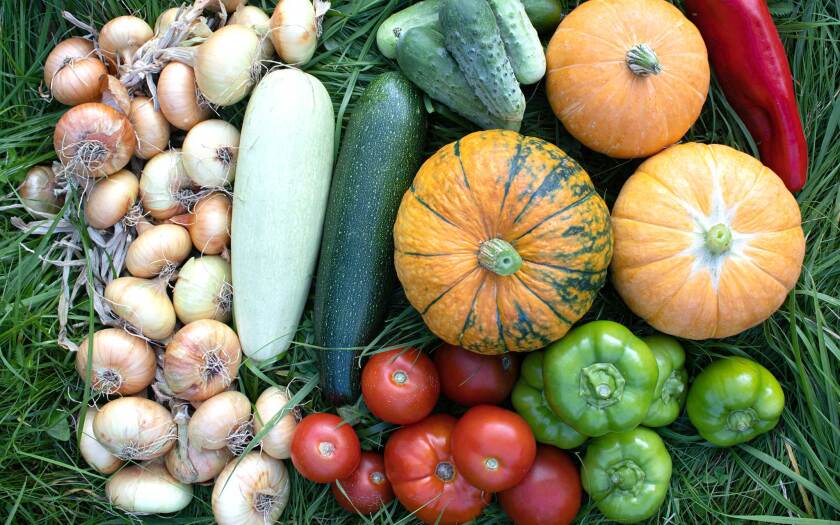 092921-chefs-hat-harvest-shutterstock.jpg