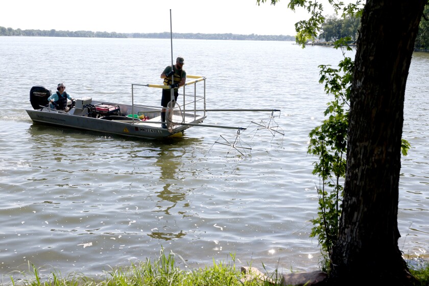 Lake Okabena’s carp population may be substantially less than