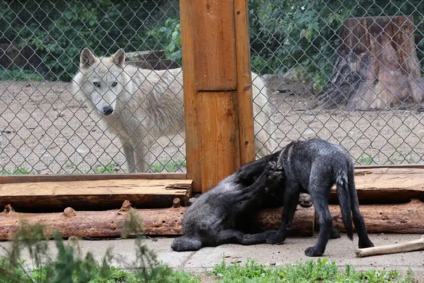 c83933-20250714-two-wolves-webp1000.jpg