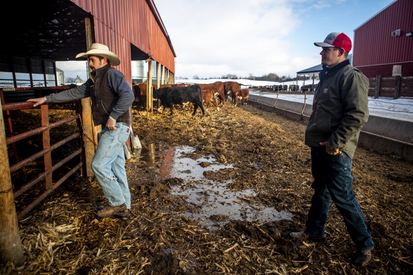 Cattle farmers James, from left, and RJ Orsten check on young calves at their farm north of Willmar
