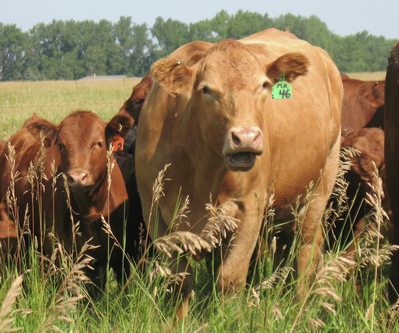 Pork producers experience a mixed bag in 2024, while cattle producers see record highs