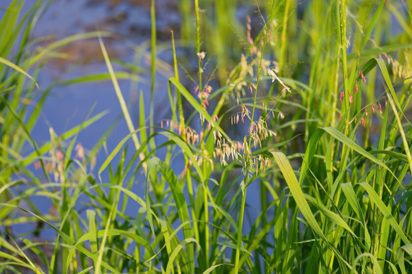 Wisconsin Wild Rice Season Local View: Walz can still make right call to protect wild rice ...