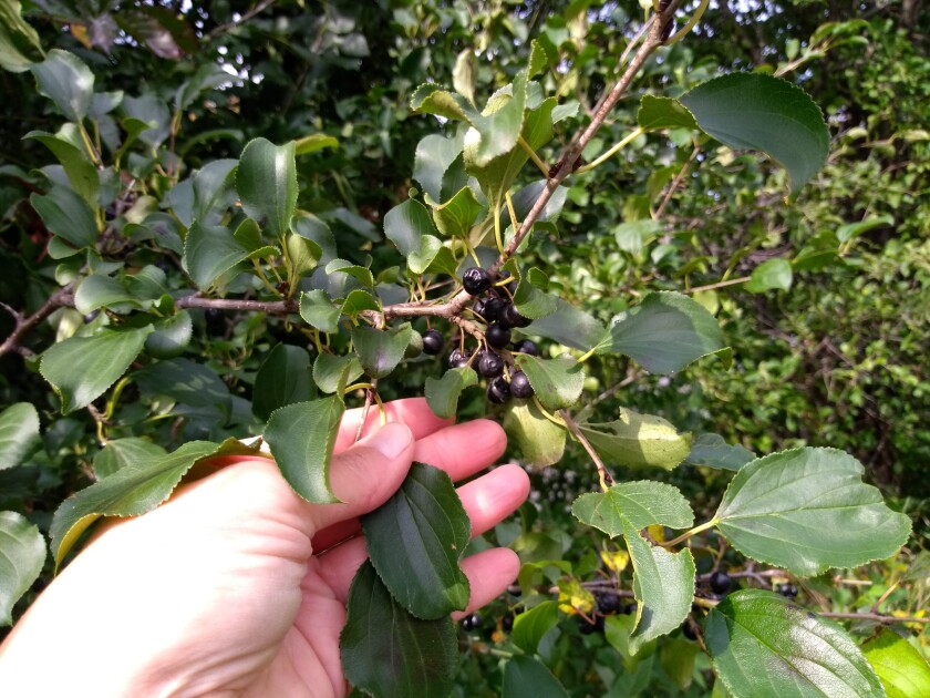 Don Kinzler says this reader-submitted photo shows common buckthorn, an invasive species that's toxic to humans. Submitted photo