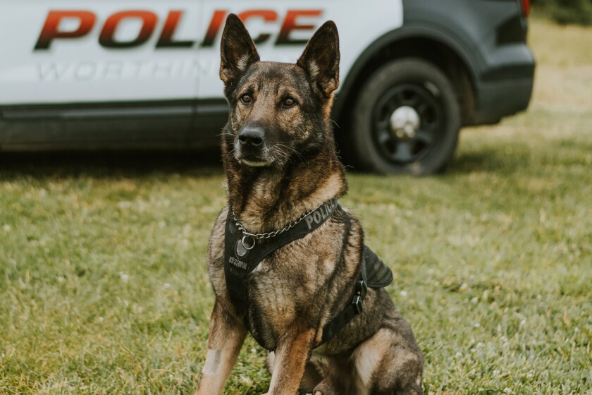 Worthington Police Department mourns loss of K-9 Mack - The Globe | News, weather, sports from Worthington, Minnesota Worthington Police Department mourns loss of K-9 Mack - The Globe | News, weather, sports from Worthington, Minnesota