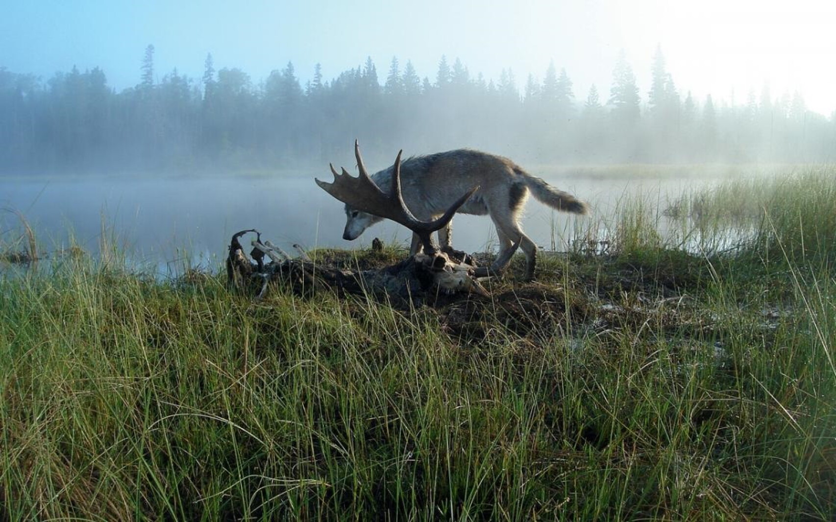 Wolf numbers up on Isle Royale as moose decline