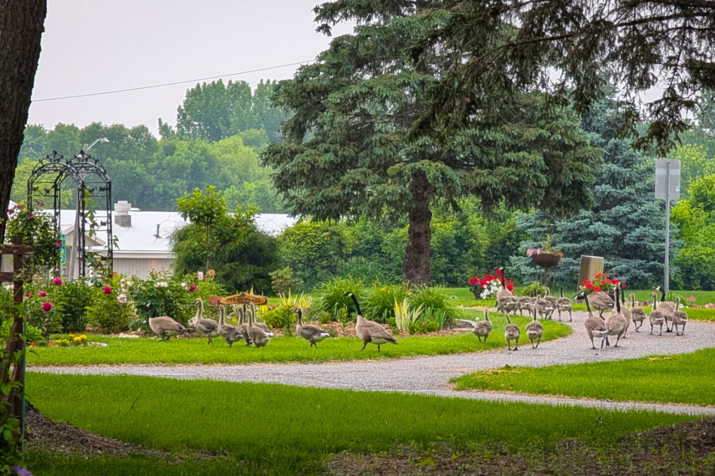 2025.Anderson Gardens and Arboretum.Litchfield.MN