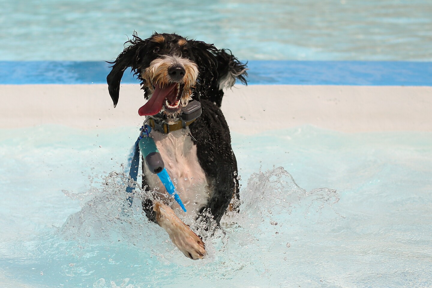 Louie splashes through the water at the annual Moorhead Parks and Recreation Doggy Dip event on Monday, Aug. 11, 2025, at the Northeast Park Pool in Moorhead.