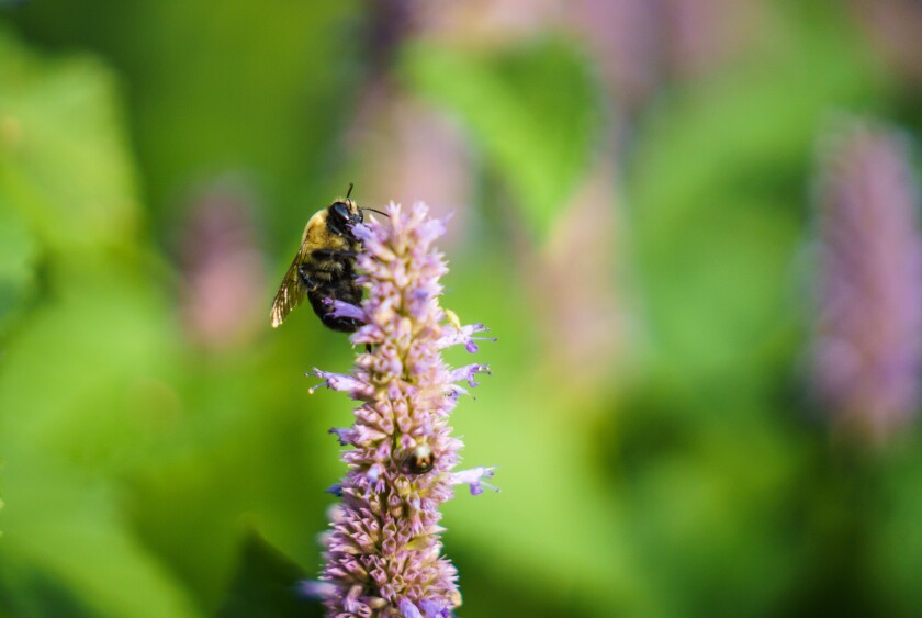 beefilephoto1.jpg