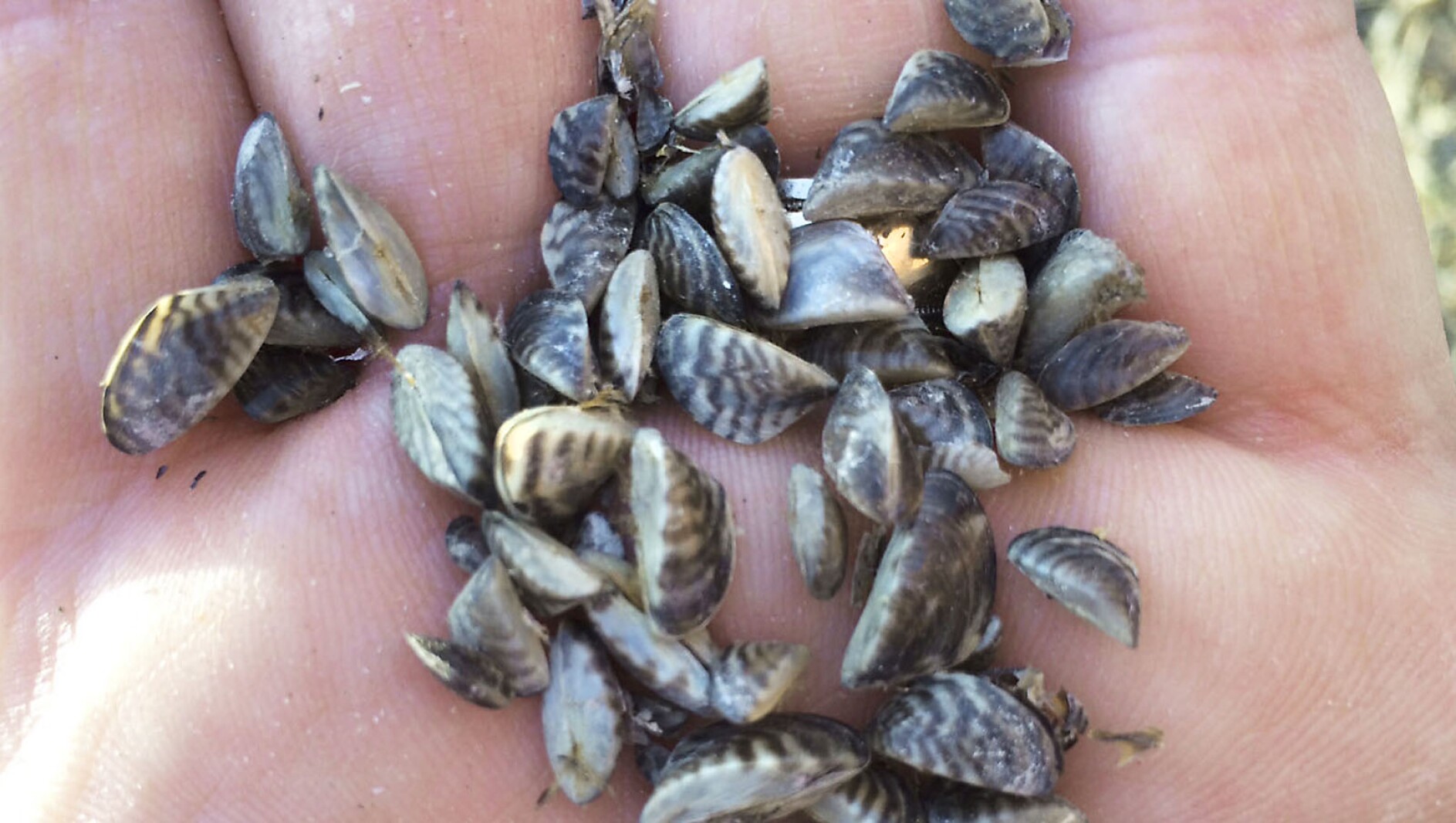 An Echo Press Editorial: Take the pledge to stop lake invaders ...