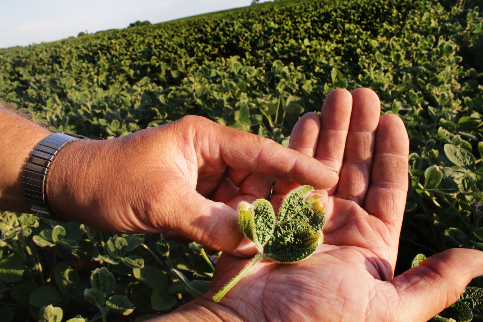 Dicamba Damage Raspberry Off-target dicamba damage in 2021 may be the worst year yet in the ...