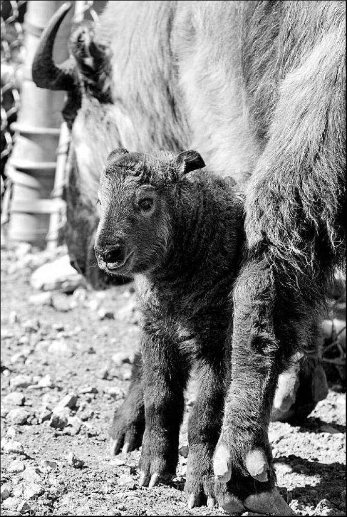 Takin Rearing Throwback Thursday: A baby takin makes his debut at Red River Zoo ...