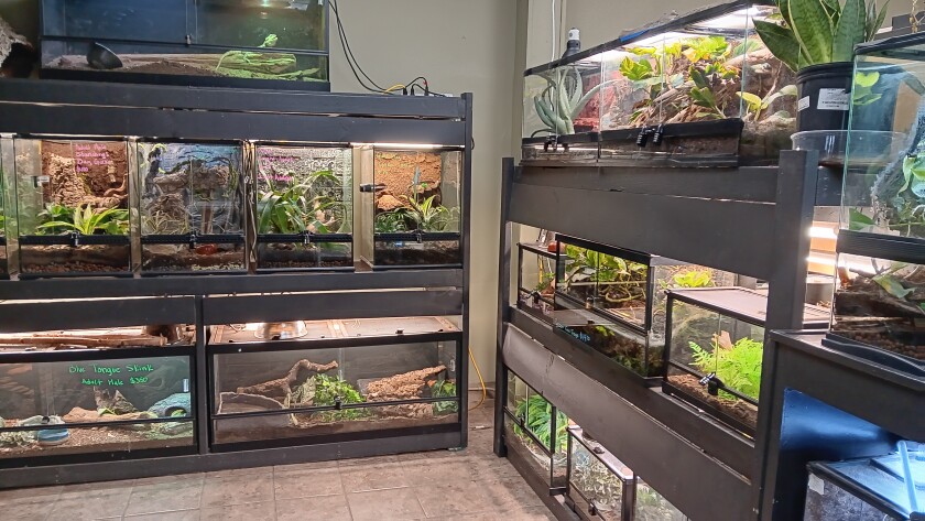 Ectothermic Nirvana features hundreds of reptiles in special habitat enclosures with lights line both walls