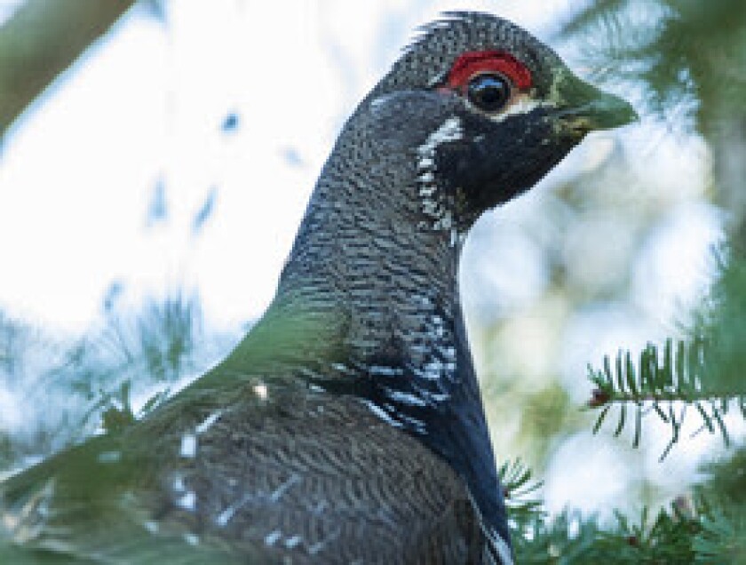 spruce grouse feathers.jpg
