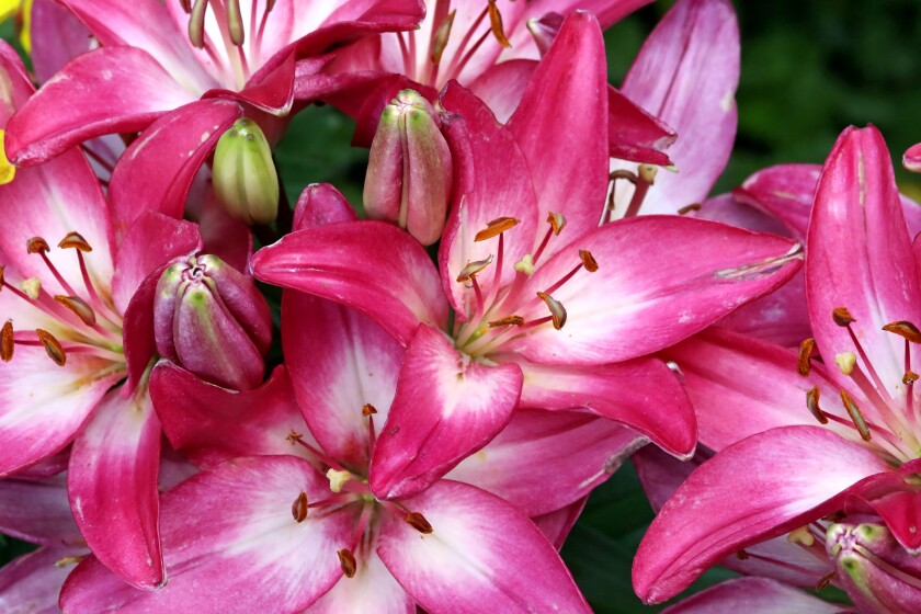 Oriental lilies are heavily scented and bloom later, usually in August. thinkstock.com