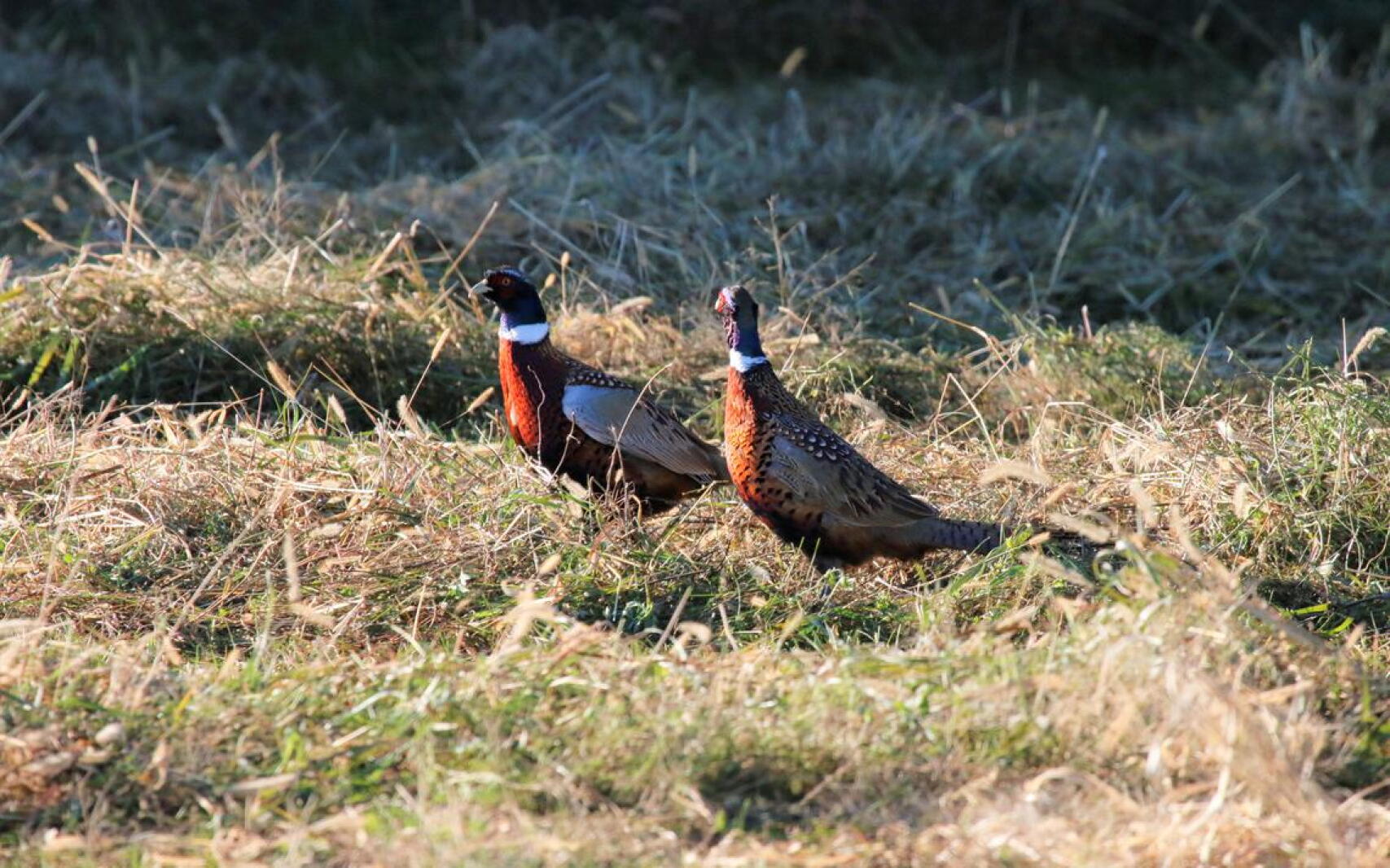 Pheasant Rspb GF&P shoots down annual pheasant survey, calling it ‘more nice to know ...