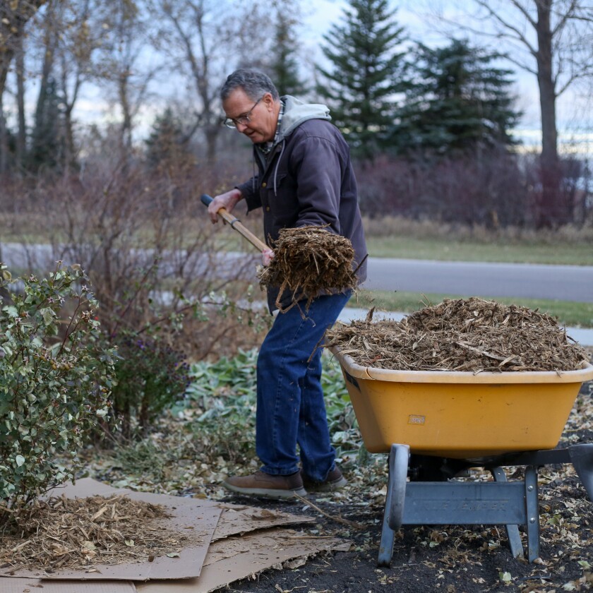 Shredded wood mulch can be purchased from some tree removal companies.