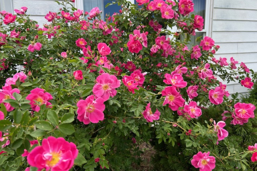 Master Gardener Sue Morris: New hardy roses introduced every year ...