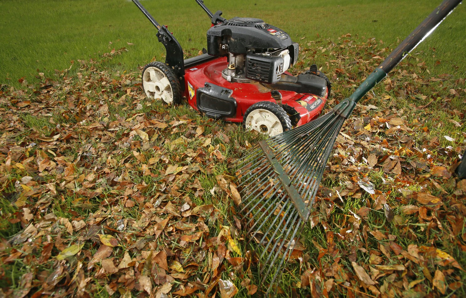 Skip raking and mow over leaves this fall for a healthier lawn - InForum | Fargo, Moorhead and West Fargo news, weather and sports